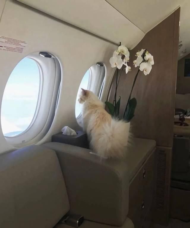  宠物■老佛爷过世一年后，那只承继了21亿财产的猫如何了？人比不上猫...
