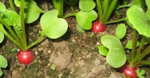  【种植】别人养花我种菜！阳台就种“它”，7天冒芽，30天收获！