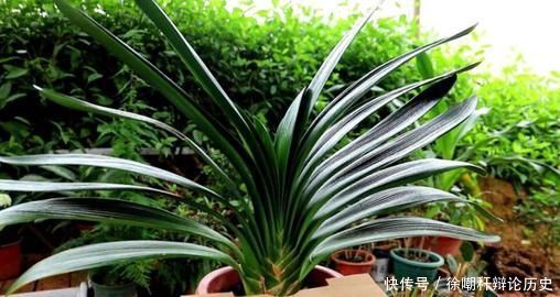  家里■家里这些东西，养花好着呢，垫盆里10年不烂根，养啥都爆盆！