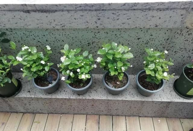 \＂i11\＂: \＂郁金香几月份开的最好？\＂养茉莉花，春天有3件事赶快做，晚了小心不开花