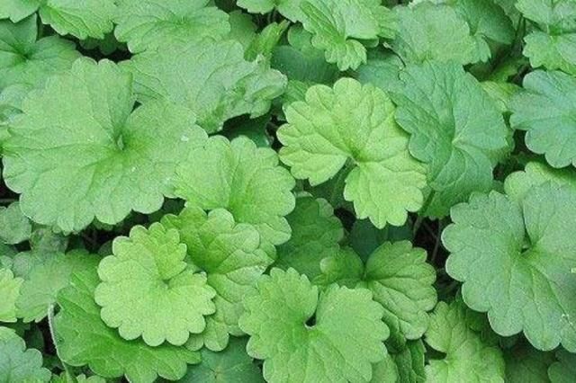  「老人」这种野草叫做活血丹，农村老人也叫它透骨风，你们知道