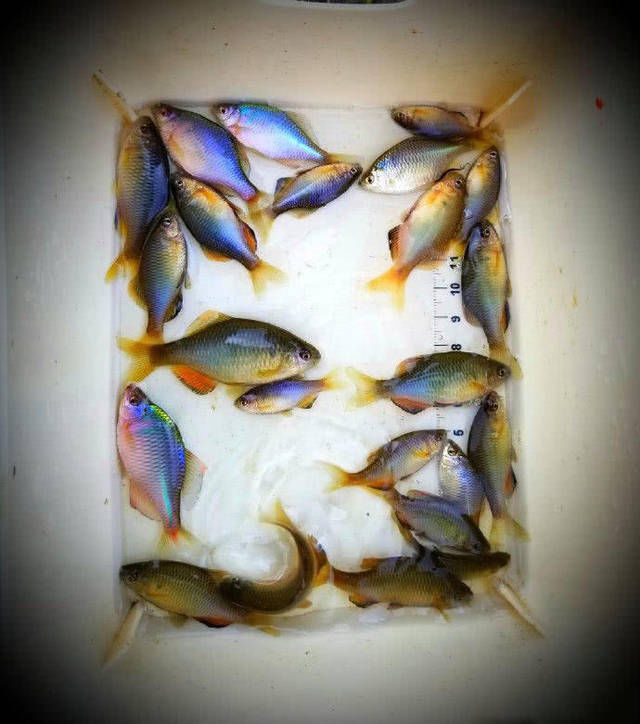  『对着它』“三月鳑，四月郎”你有多久没见过这种鱼了