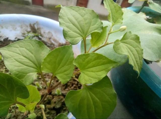  [黄花酢浆草]花盆里长出蘑菇，马上拔干净，否则就是大祸害！