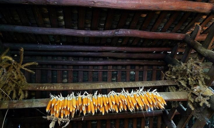 常常有人到农村高价收购房梁，用来干啥？看完才知猫腻