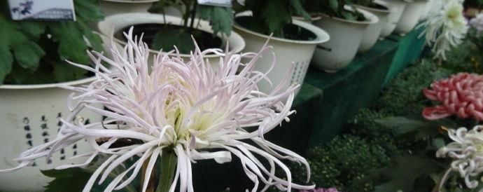  [仙鹤]喜欢菊花，首选“菊中精品”灰鹤展翅，似仙鹤起舞，展翅高飞