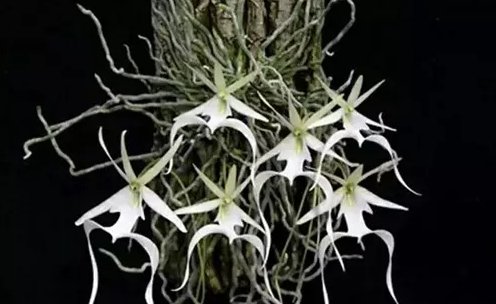  『最贵』世界上最贵的花,一朵价值上百万,如今深山里一株难求,你见过没