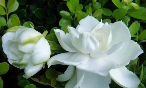 「解决」栀子花黄叶怎么办?“两招”就解决,四季绿油油,花苞满枝又芳香