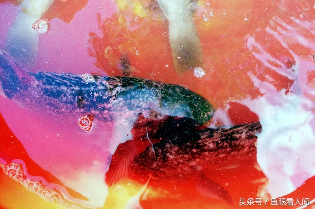 菜市场石蟹打破梭子蟹一统天下 最大60块钱一斤 其他与梭子蟹相仿