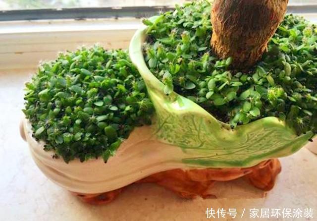 益处|盆栽绿植,就用这几种铺面草,轻松长满盆面,益处多还好看!