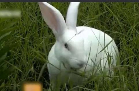  【小伙】农村小伙投资3万养獭兔 一年纯收入40万 三年身价上亿