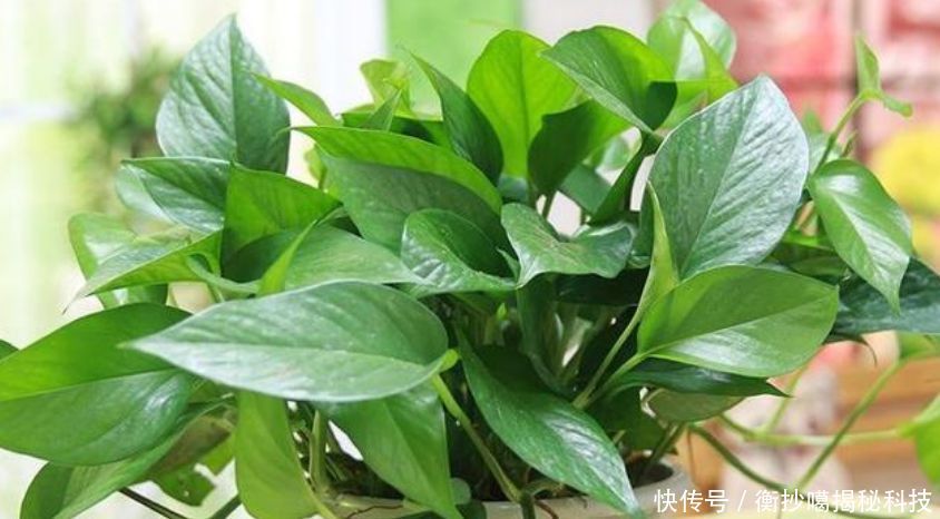  #春天#春天赶快扦插“5种花”，摘片叶子，插土里就活，1盆变10盆！