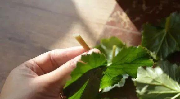 【发芽】5种花太贵,别花“冤枉钱”,剪片叶子丢盆里,20天生根发芽!
