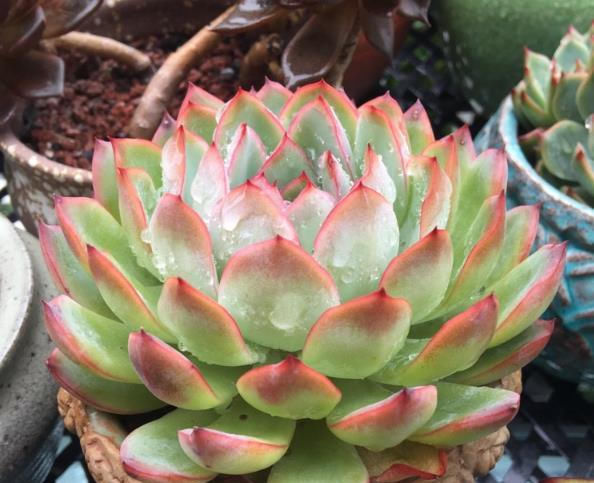  『土壤』多肉植物生长缓慢怎么办?