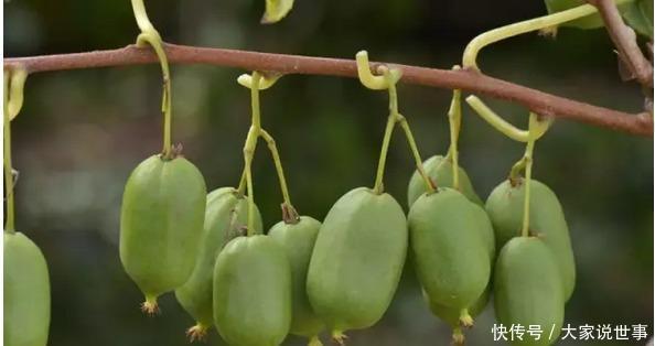  明年：院子里不要再种绿萝了! 比蜂蜜还甜, 沾土就活, 明年收获5