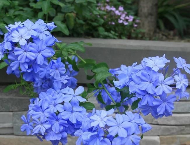  『值得』此植物漂亮又好养，四季开花，观赏价值高，还可做盆景，值得入手