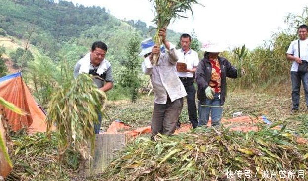 农村有种野果，30元一斤，原来当门帘现在成紧俏货！