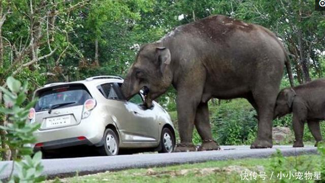 大象偷吃游客包包,游客心疼大象吃坏肚子,还找