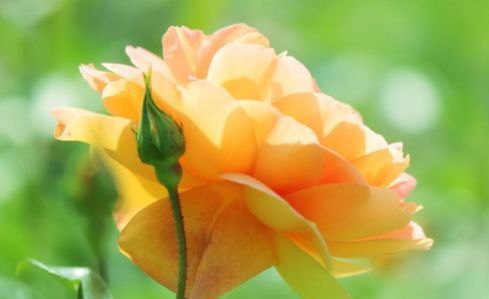 #绚丽多姿#这些花朵适合新手养,堪称花界“劳模”,花期长花色艳,绚丽多姿