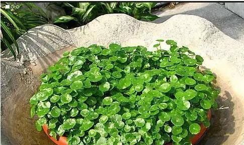  邻居■神奇！邻居送了一棵苗，随手种在花园，长疯了！