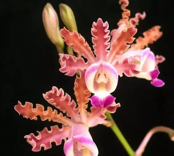  [朋友]100种珍稀兰花,你见过几种?美醉了!送给朋友们~