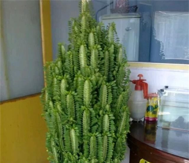 「适合」三种“耐旱花”,少浇水反而长得旺,新手都适合养,真正的懒人花