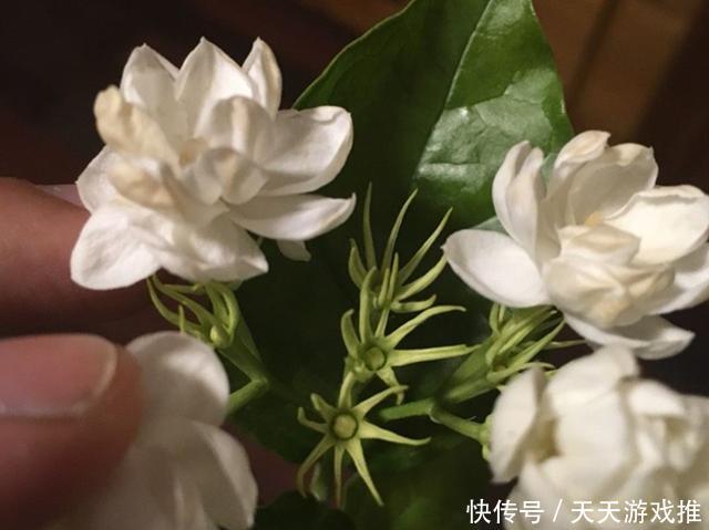  水里@扦插茉莉花，就用“懒人法”，水里泡一泡，生根繁殖超级快