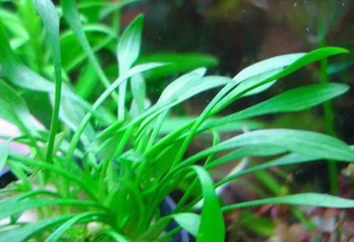  一大■比铜钱草好看的花，7天爆满一大缸，多到家里堆不下