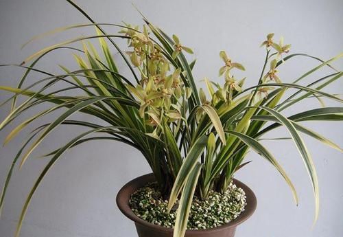  『香味』叶片最美的兰花，金边线艺明显，花色强烈，香味浓郁，易花易草