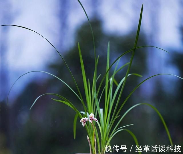 『操作方式』花盆太深怎么栽兰花?切忌根系比盆低,兰花上盆技巧比浇水重要