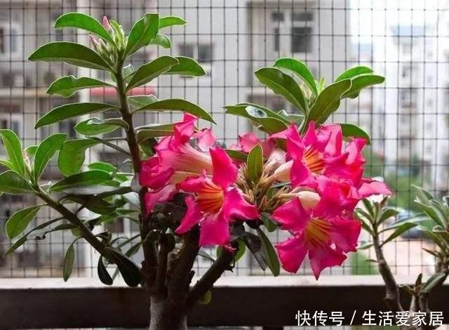 『花卉植物』不会养花?照着这“3点”做,准没错,阳台变花海,成小森林
