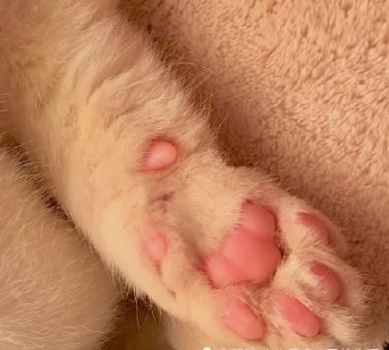  『余生』养着这样一只白白的小猫仔，粉粉的肉垫垫，萌爪爪，度过余生