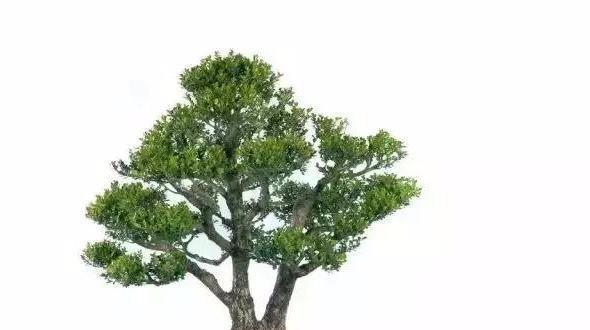  「黄杨」古代文人雅士、达官贵人家中为何都会种植黄杨盆景