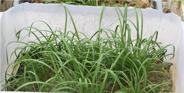 国人不愧是种菜狂魔，泡沫盒、垃圾桶里种菜比地里长得还好