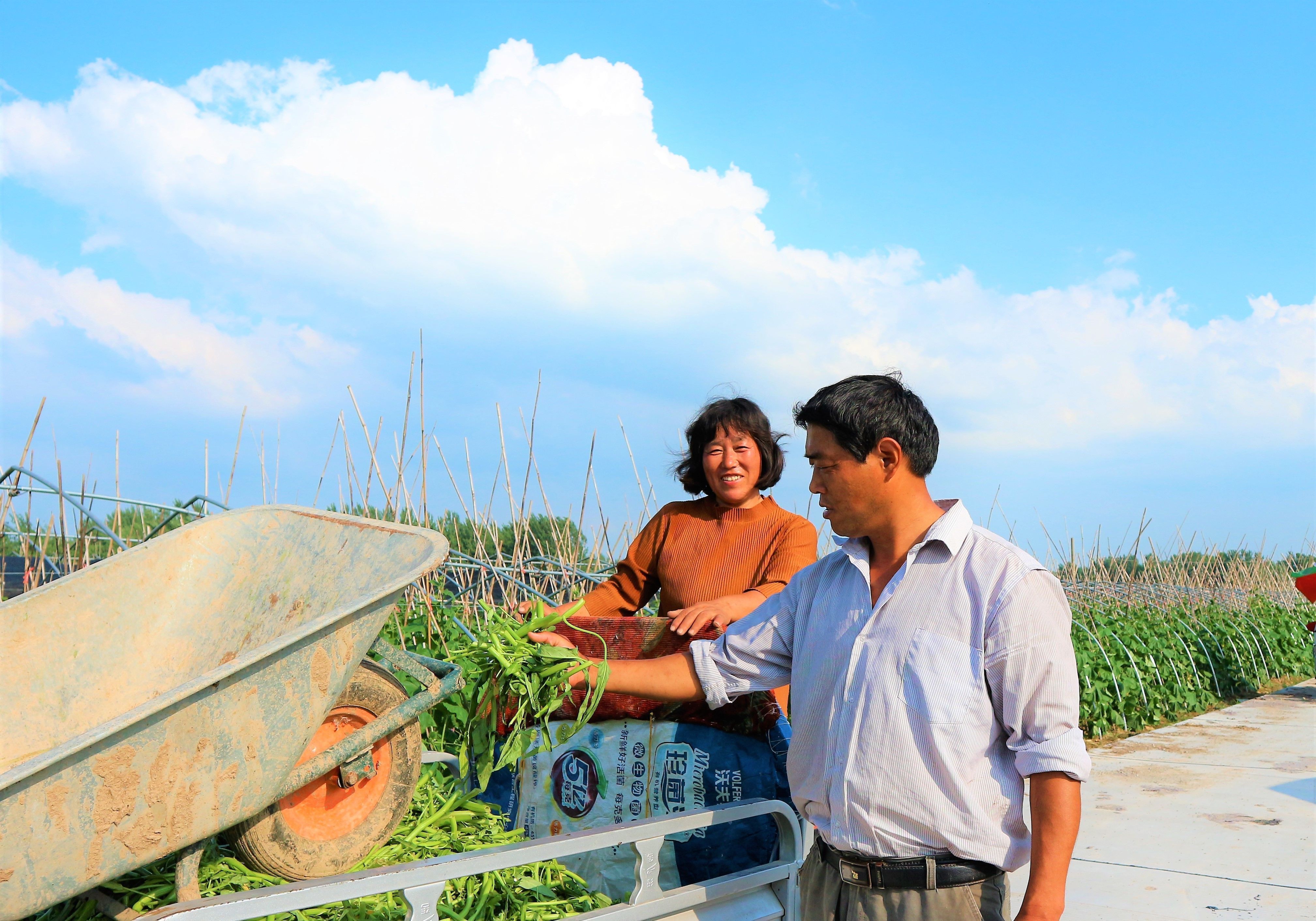 农民种植小葫芦，受到冷嘲热讽，2亩收入60000元，村民们羡慕
