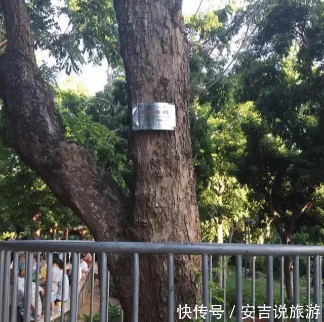  #小时#最大的黄花梨树，40个保安24小时看护