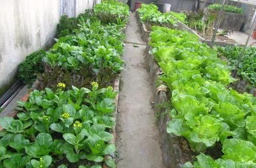  [悠闲]她在楼顶养花种菜，再喂喂鸡，日子过得悠闲又自在！