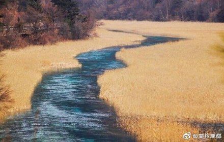 美极了!九寨沟芦苇开好了