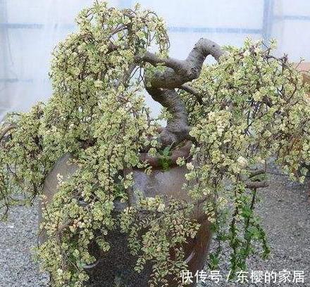 会出现烂|扦插雅乐之舞太简单,只需做好“2点”,一周生根,插一棵活一棵