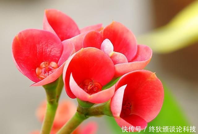  适合：养花就养此3种，花大色艳开花能力强，开花一茬接一茬，适合新手