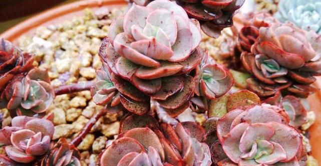  『浇水』多肉植物秀妍应该如何浇水？