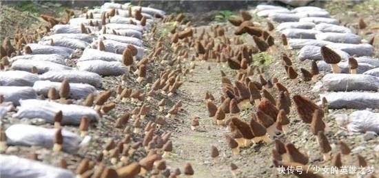  野生资源：人称“陆地鱼”，野生已不多见，600元一斤，没见几个