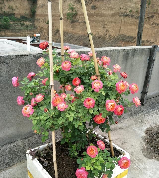  「这款」藤本月季选这款，好看又好养，花期超半年，花量大，南北方都能种