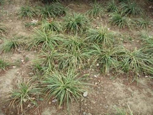  #不想#外形似韭菜，有人大量种植，一斤25元，农民挖到不想卖