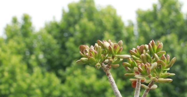 矮小|个子矮小的多肉很“脆弱”,这么养才能安全度夏,3个要点少不了