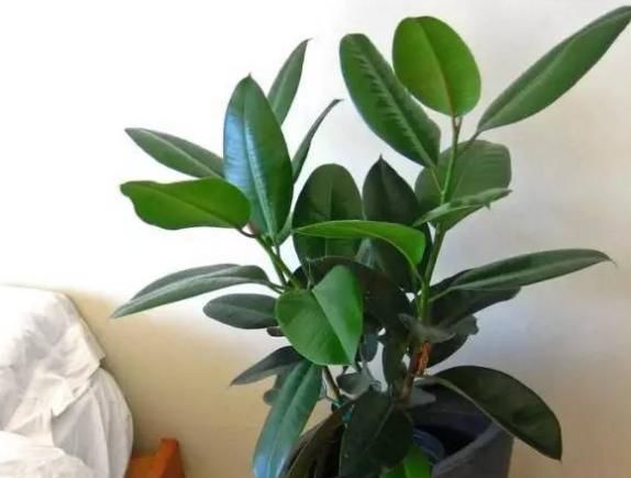  养护■橡皮树养护简单，非常适合新手养，叶色革质，厚而光滑