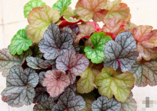  [款花]家里养花就养这4款花，比发财树更“旺宅”，花型独特又美观