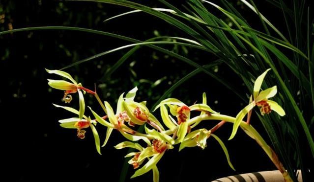 『花叶』众所周知“花叶同源”，那如何从兰花叶片看兰花开品？
