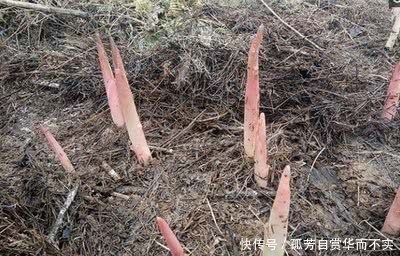 有种野味三十年前泛滥成灾，农村到处都是，现在卖60一斤