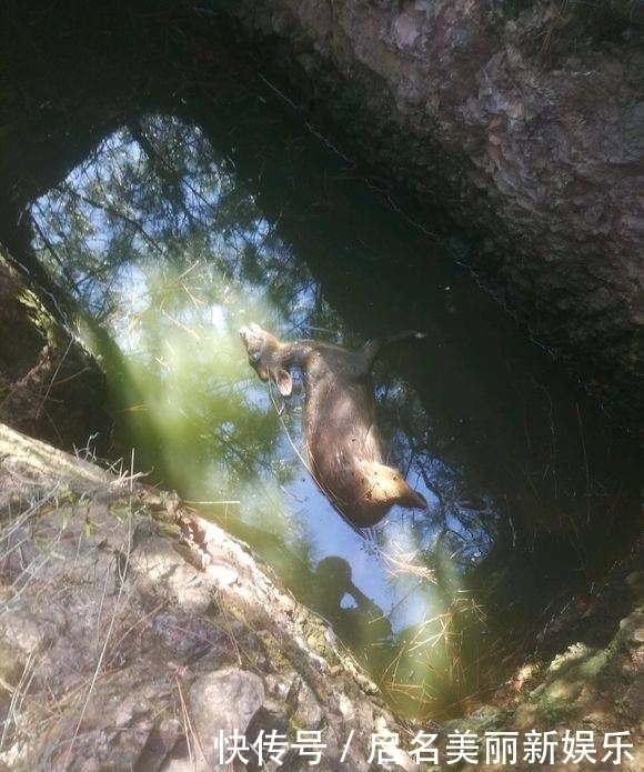  钓友：钓友深潭中发现野物落水，网友：里面“阴气”太重没有鱼