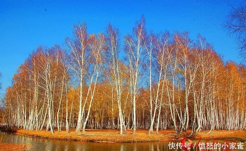 新疆哈巴河县:金秋油画白桦林